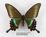 Papilio maackii (2)